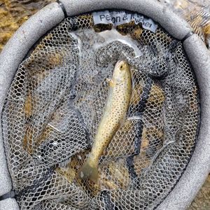 Brown Trout