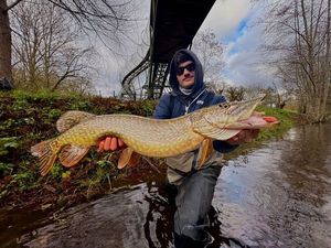Northern Pike
