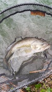 Largemouth Bass