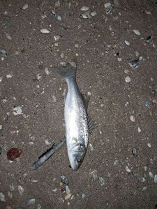 European Bass (Seabass)