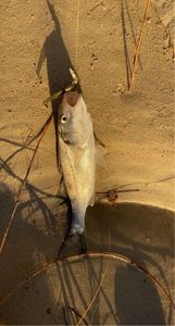 European Bass (Seabass)