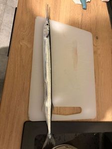 Garfish