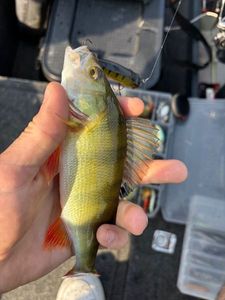 European Perch
