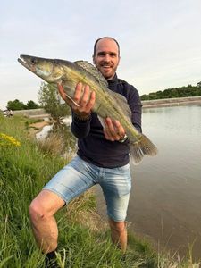 Zander