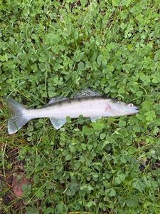 Zander