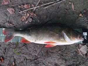 European Perch