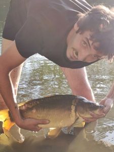 Mirror Carp