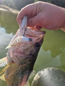 Largemouth Bass