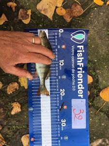 European Perch