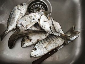 Gilthead Seabream