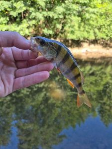 European Perch