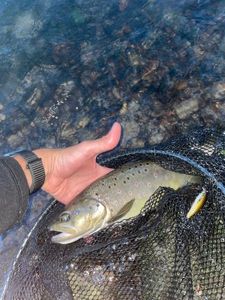 Brown Trout