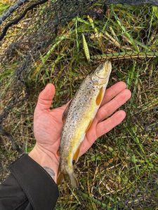 Brown Trout