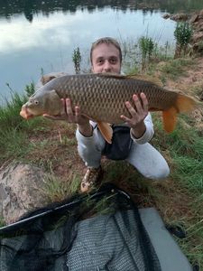 Common Carp