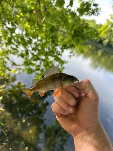 European Perch