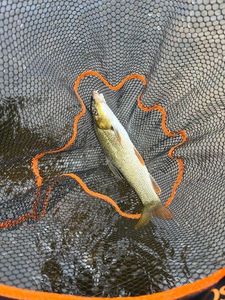 Barbel