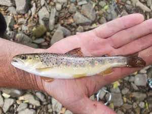 Brown Trout