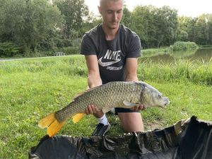 Common Carp