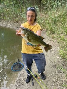 Largemouth Bass