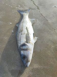 European Bass (Seabass)