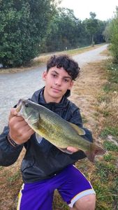 Largemouth Bass