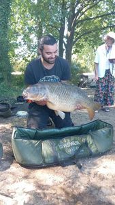 Common Carp
