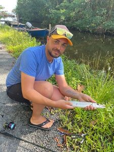 Great Barracuda