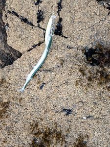 Garfish