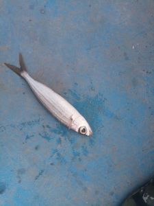 European Whitefish