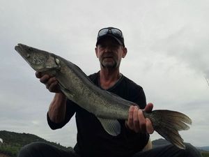 Zander