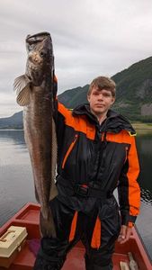 Hake