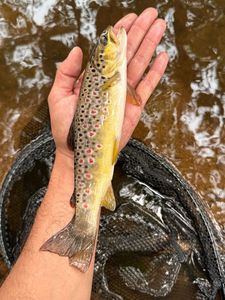 Brown Trout