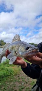 Zander