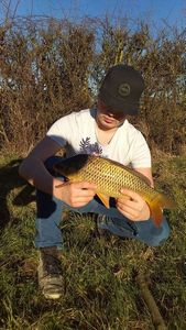 Common Carp