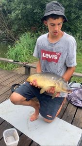 Mirror Carp