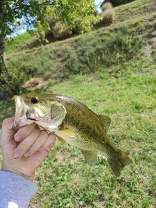 Largemouth Bass