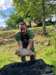 Common Carp