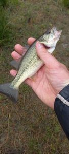 Largemouth Bass