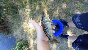 Leather Carp