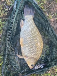 Crucian Carp