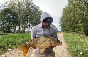 Common Carp