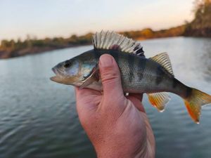 European Perch