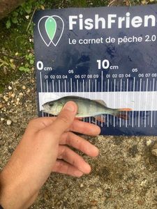 European Perch