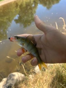 European Perch