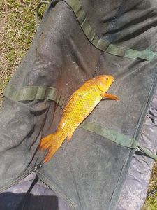 Koï Fish