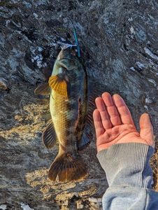 Ballan Wrasse