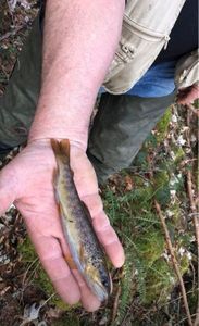 Brown Trout