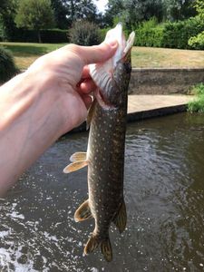 Northern Pike