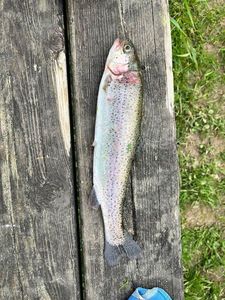 Rainbow Trout