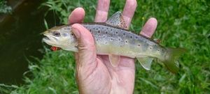 Brown Trout